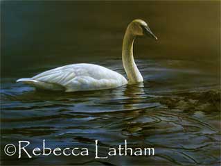 Afternoon Sun - Trumpeter Swan -- a nwe watercolor painting by Rebecca Latham