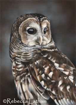 BOwl AmstFnshoct05 Finishing Owl Painting