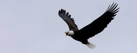 I went for a short walk the other day and saw an adult American bald eagle soaring overhead. It was soaring fairly low, which surprised me a little. There are quite a few of them that appear to be nearby residents and frequent the local area throughout the year. Their numbers seem to be growing, which is wonderful. I went for a short walk the other day and saw an adult American bald eagle soaring overhead. It was soaring fairly low, which surprised me a little. There are quite a few of them that appear to be nearby residents and frequent the local area throughout the year. Their numbers seem to be growing, which is wonderful.