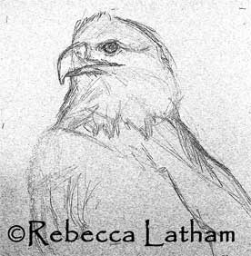 A rough sketch for Rebecca Latham's new American Bald Eagle miniature painting.