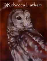 BarredOwl WhistlePik05 Painting in Progress   Owl Miniature