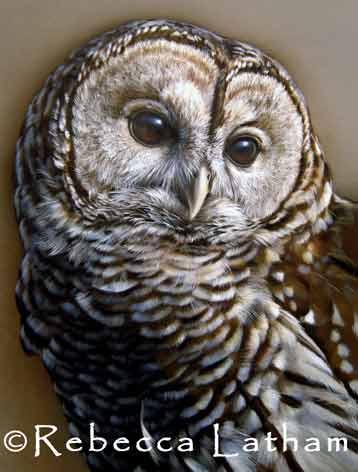 New miniature wildlife watercolor painting by Rebecca Latham New miniature wildlife watercolor painting by Rebecca Latham