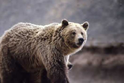 Bears