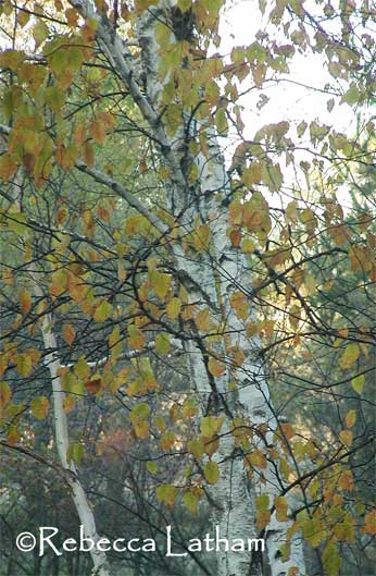Birch tree - Fall leaves - Autumn