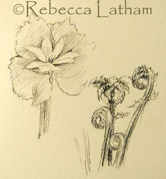 Drawing from Rebecca Latham's sketchbook - native Minnesota springtime wildflowers/wild plants.  The sketch features a blooming bloodroot and an early spring fern.