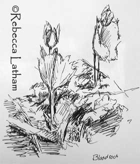 A field sketch from Rebecca Latham's sketchbook made in ink of wild bloodroot from a woodland in Minnesota.