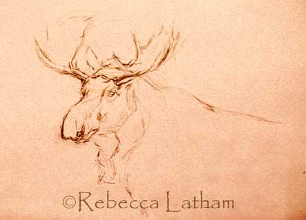 Sketch for Rebecca Latham's new Bull Moose watercolor painting.