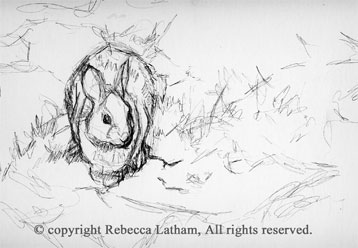 This is the inital rough sketch for Rebecca's rabbit painting currently in progress (in it's color phase).