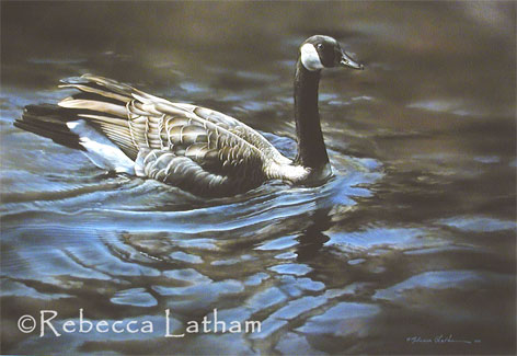 Rebecca Latham's new Canadian Goose watercolor painting.