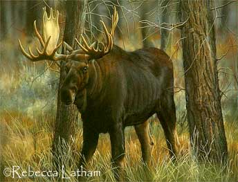 New large bull moose watercolor painting by Rebecca Latham