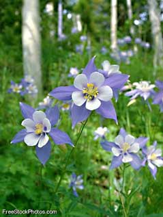 Columbine Wildflowers Columbine Wildflowers