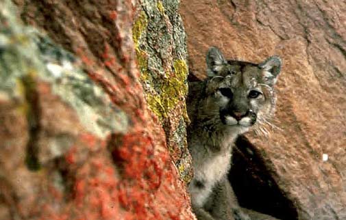 Cougar