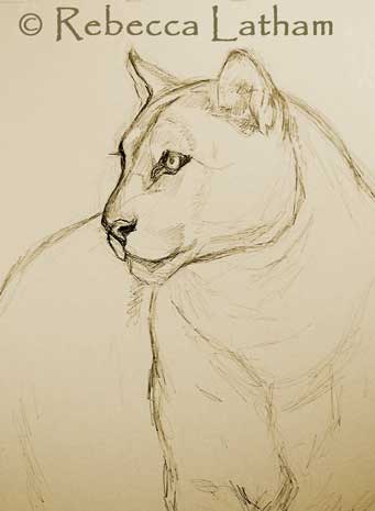 New cougar sketch for the watercolor painting ~~ Rebecca Latham ~~  I spoke with one of my galleries recently that was requesting more work to exhibit.  A very nice problem to have, being sold out or having low inventory in my galleries. :)   I do wish that I could paint a little faster ;)   ~~~   This is a new painting that I am working on for one of my galleries.  It is one of the cats from Big Cat Rescue in Florida that the facility allowed me to study during one of our visits.  The cougar is cared for by the BCR instead of living out it's life in the wild because the animal was imprinted and raised as a pet.   ~~~   This is the sketch phase of the watercolor painting.  The piece is on my easel right now, in the later stages of the painting process, so I will be posting color photos of the painting shortly. :)