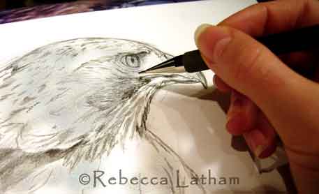 Rebecca Latham's latest sketch in progress of a redtail hawk........This is a a drawing that I've been working on today - the beginnings of my next painting emoticon. It's a redtail hawk, Jamaica, from the Minnesota Raptor Center. I am just about finished with the sketch and should begin painting it in tomorrow. Rebecca Latham's latest sketch in progress of a redtail hawk........This is a a drawing that I've been working on today - the beginnings of my next painting emoticon. It's a redtail hawk, Jamaica, from the Minnesota Raptor Center. I am just about finished with the sketch and should begin painting it in tomorrow.