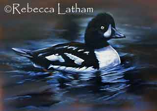 New watercolor painting of waterfowl/diving duck by Rebecca Latham.