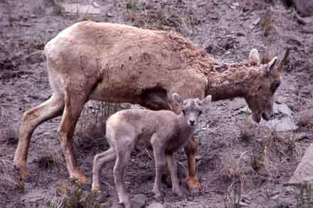 Studying bighorn sheep in the Rocky Mountain National Park