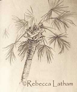 Tree Sketch - Rebecca's Sketchbook