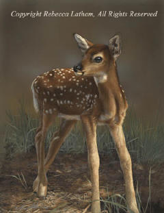 Fawn miniature painting by Rebecca Latham Fawn miniature painting by Rebecca Latham
