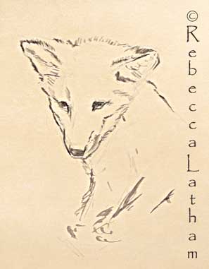 A loose watercolor drawing of a red fox kit - one of Rebecca Latham's new miniature paintings.