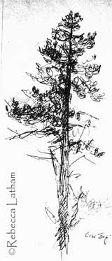 GTNP Sketch JUL05 Grand Teton National Park Research