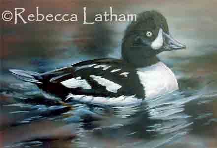 Goldeneye duck painting in progress by Rebecca Latham
