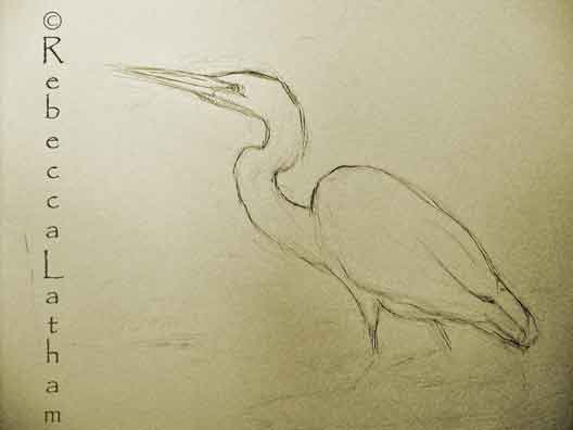 A rough sketch for Rebecca Latham's new Great Egret watercolor painting.