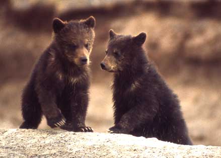 Grizzly Cubs