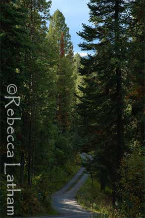 Photoshoot near Grand Teton National Park