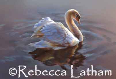 Rebecca Latham's new mute swan painting