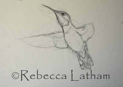 I just sketched out a few designs for some new paintings of western hummingbirds.  They have such a variety of them out here in the western states.  In Minnesota and the rest of the eastern US we have only the ruby throated hummingbird species visiting.  The two hummingbirds featured in my sketches in this post are the Allen's hummingbird and the Rufous hummingbird.
