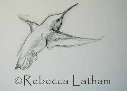 I just sketched out a few designs for some new paintings of western hummingbirds.  They have such a variety of them out here in the western states.  In Minnesota and the rest of the eastern US we have only the ruby throated hummingbird species visiting.  The two hummingbirds featured in my sketches in this post are the Allen's hummingbird and the Rufous hummingbird.