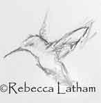 Hummingbird Sketch in graphite from Rebecca Latham's sketchbook.