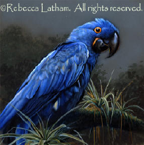 Hyacinth Macaw Miniature Painting by Rebecca Latham -- on exhibit at the Bennington Center for the Arts AAKX exhibition 