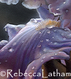Close-up view of Rebecca's watercolor iris painting. Close-up view of Rebecca's watercolor iris painting.