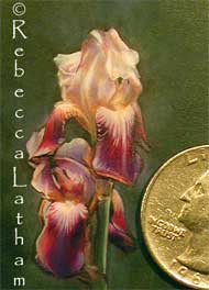 IrisMiniNov05 Miniature Irises   New Painting
