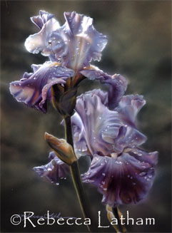 After Spring Showers - Iris painting 8x10 by Rebecca Latham