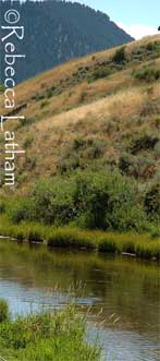 JacksonHoleCreek Playing Hookie...
