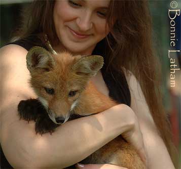 Rebecca and a young friend (red fox kit)