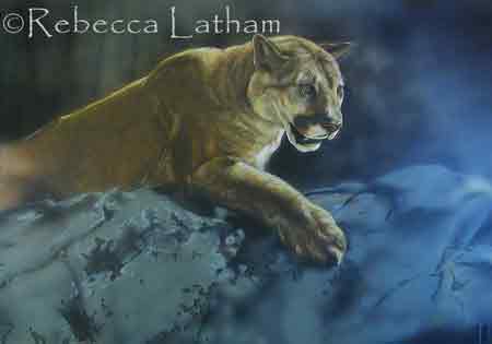 New large watercolor cougar painting by Rebecca Latham. New large watercolor cougar painting by Rebecca Latham.