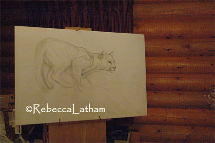 Sketch for Rebecca's new cougar painting. Rough cougar sketch. Sketch for Rebecca's new cougar painting. Rough cougar sketch.