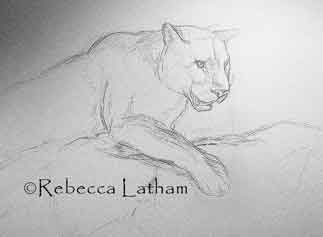 Sketch of an adult cougar -- new watercolor painting by Rebecca Latham Sketch of an adult cougar -- new watercolor painting by Rebecca Latham