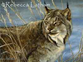 LynxandSnow1-Jul05.jpg