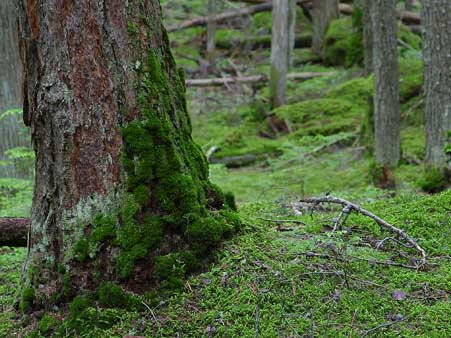 Forest floor in a Montana wilderness