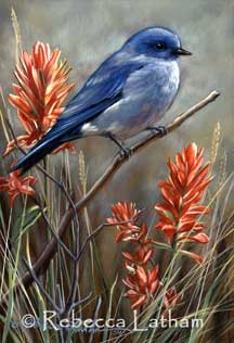 Rebecca Latham's completed Mountain Bluebird miniature painting (commissioned artwork).