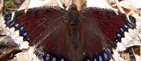 Photo by Cirrus Digital Imaging - www.cirrusimage.com -- I just started a miniature painting of a mourning cloak butterfly, nymphalis antiopa, last night. I have had an interest in painting a variety of butterfly pieces for quite a while. I believe I made some similar comments on the website a number of years ago. Many ideas and very little time. Photo by Cirrus Digital Imaging - www.cirrusimage.com -- I just started a miniature painting of a mourning cloak butterfly, nymphalis antiopa, last night. I have had an interest in painting a variety of butterfly pieces for quite a while. I believe I made some similar comments on the website a number of years ago. Many ideas and very little time.