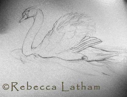 MuteSwanSketch0906.jpg
