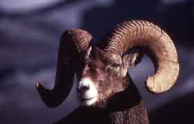 Studying bighorn sheep in the Rocky Mountain National Park