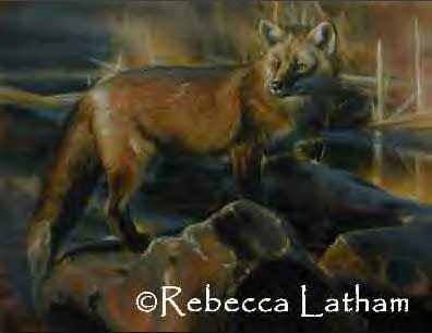 Red Fox painting in progress