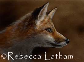 Red Fox Kit Study -- a new miniature watercolor painting by Rebecca Latham