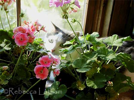 My painting assistant -- taking a little break to watch the wildlife. RemmieOCT05 Some of Us Take Breaks...